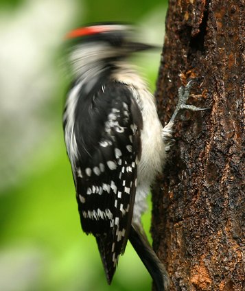 Woodpecker.jpg